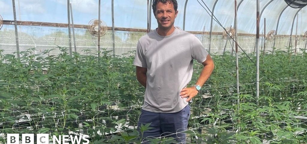 Vizual pentru caribbean cannabis growers pe secureitsolutions.ro