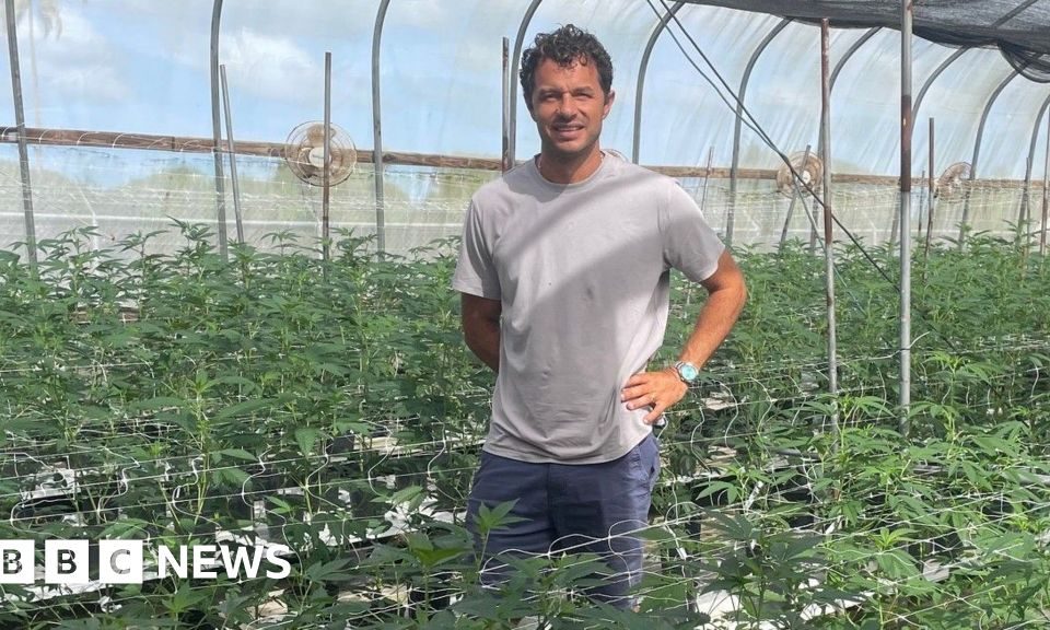 Vizual pentru caribbean cannabis growers pe secureitsolutions.ro