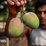 Foto reprezentând modernise mango farming - Outsourcing IT Romania